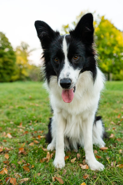 美丽的边境牧羊犬肖像。公园里的小狗，秋天的草地上玩狗，大自然的色彩美极了图片下载