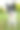 美丽的边境牧羊犬肖像。公园里的小狗，秋天的草地上玩狗，大自然的色彩美极了图片下载