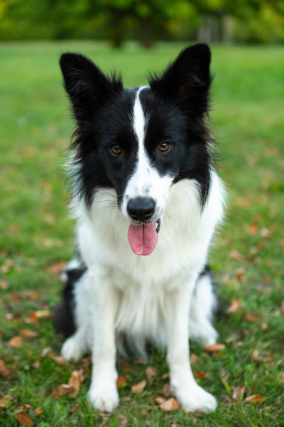 美丽的边境牧羊犬肖像。公园里的小狗，秋天的草地上玩狗，大自然的色彩美极了图片下载