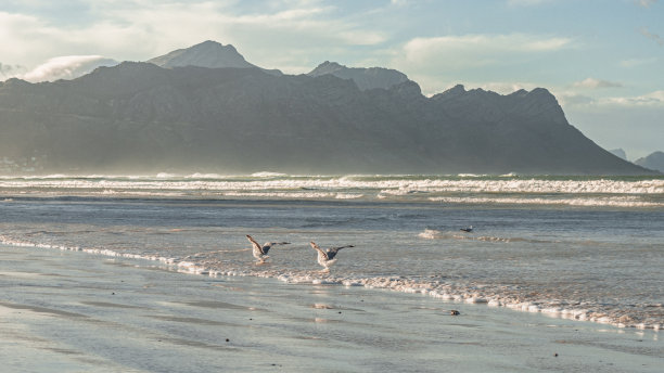 斯特兰德海滩上的山脉景观，两只海鸥在水中享受图片下载