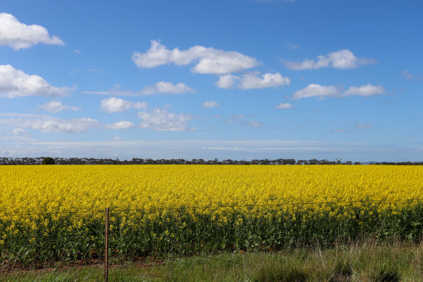 春天的黄色油菜田图片下载