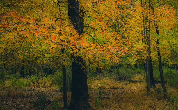美丽的照片，红色的枫树在秋天的森林里有五颜六色的叶子图片下载