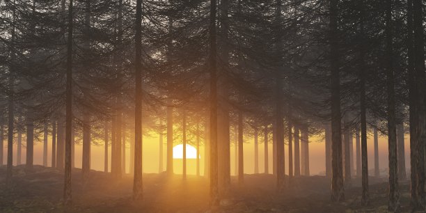 森林自然光线木夜绿雨景观户外3d渲染插图阳光日出图片下载