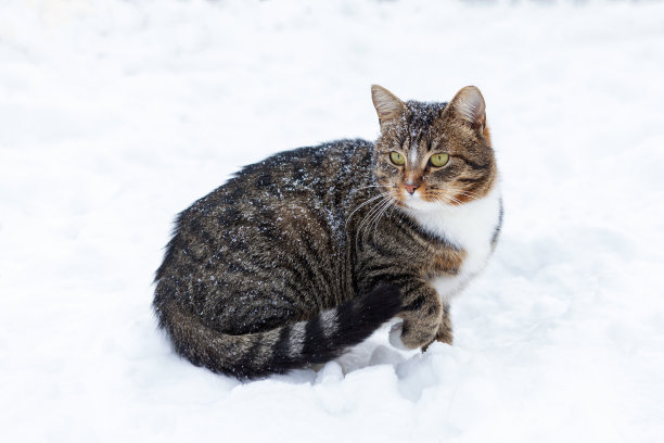 乡村条纹猫在雪地里玩耍。图片下载
