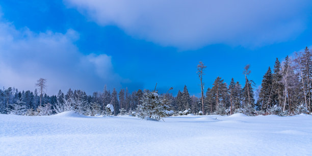 植树造林。全景与幼小的冷杉树种植在森林空地在冬天的雪。图片下载