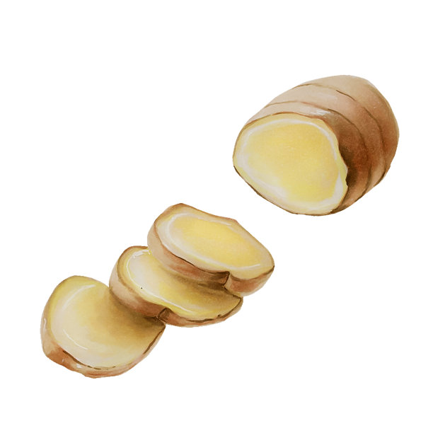 水彩鲜姜根。手绘免疫增强集维生素孤立插图在书写背景图片下载