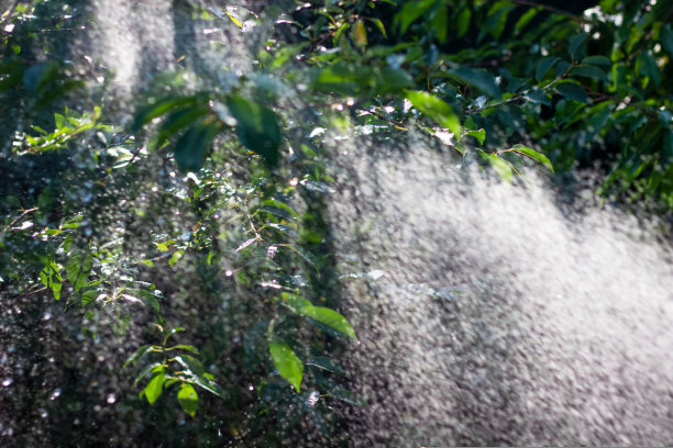 水从洒水车溅到绿叶上。清新的夏日背景。滴水。图片下载