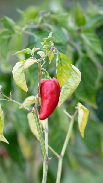 埃斯佩雷特辣椒图片下载