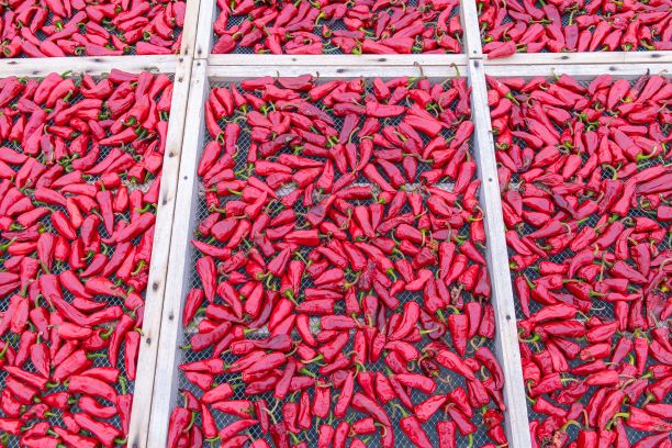Espelette辣椒干图片下载