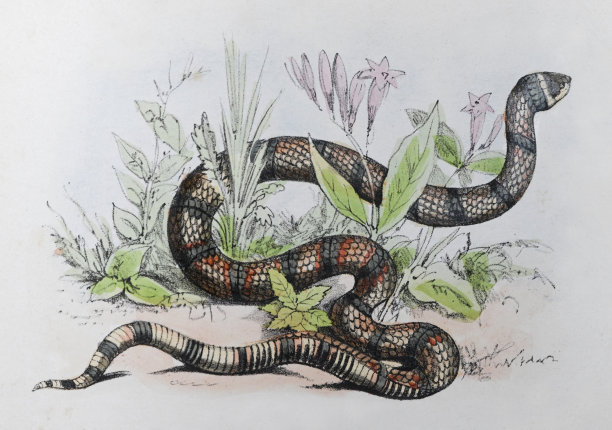 珊瑚蛇-复古色彩插图图片下载