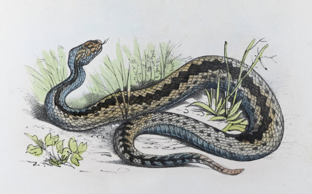 普通的欧洲蝰蛇或普通的欧洲蝰蛇(Vipera berus) -古老的彩色插图图片下载