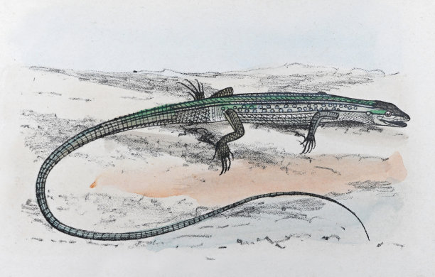 亚洲草蜥蜴，六条纹长尾草蜥蜴或长尾草蜥蜴(Takydromus sexlineatus) -复古彩色插图图片下载