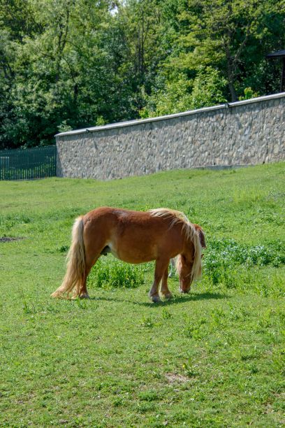 一头梳着长马尾的棕色美国小马在草地上吃草图片下载