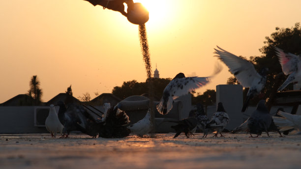 宠物的鸽子图片下载