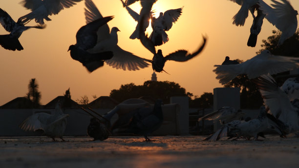 宠物的鸽子图片下载