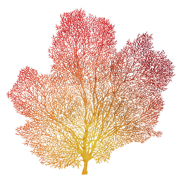 3D渲染风扇珊瑚在白色图片下载