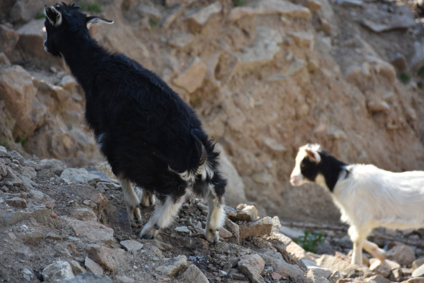 黑山羊在英布罗斯岛的岩石上撒尿。图片下载