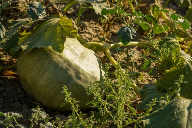 田野上一个未经栽培的南瓜的特写图片下载