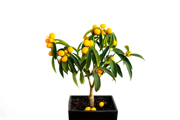 在孤立的白色背景下，金桔与成熟的果实紧密相连。柑橘房树。室内种植橘子树图片下载
