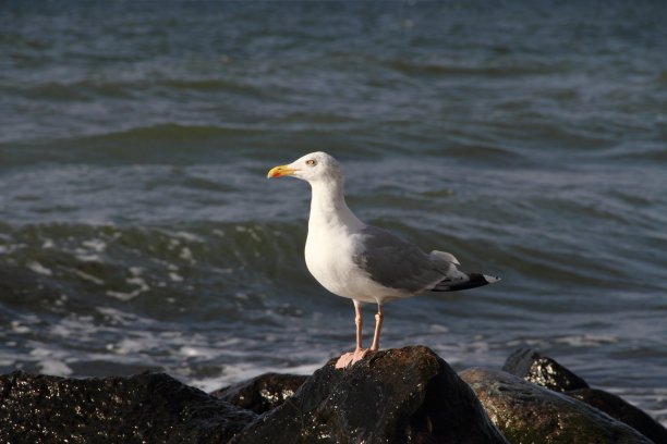 一只海鸥图片下载