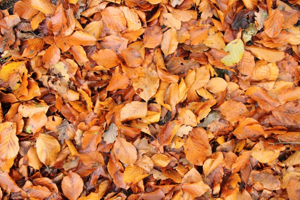 秋天的落叶图片下载