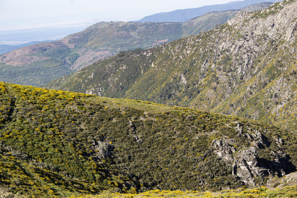 石头用扫帚摇动图片下载