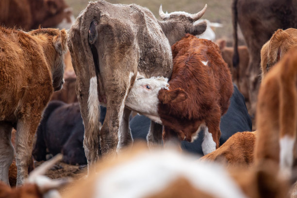 草原上牛群的特写图片下载