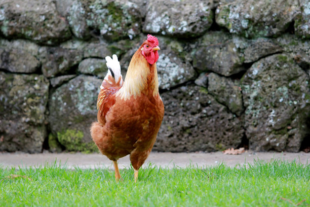 在新西兰康沃尔公园，一只公鸡在靠近岩壁的绿色田野里横拍图片下载