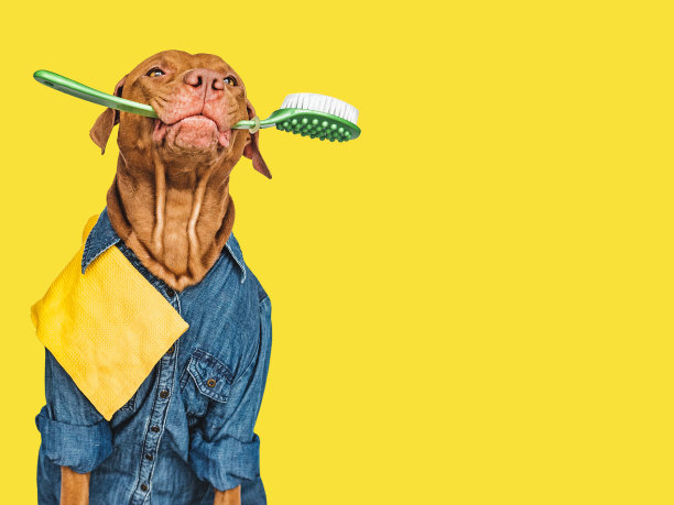 可爱，漂亮的小狗，有清洁剂和刷子图片下载