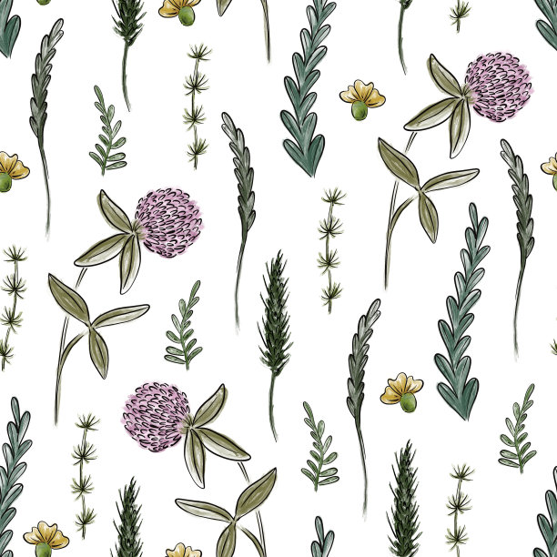 夏季花朵图案。一组药用植物。一种植物植物，包括田野和草地上的草本植物和带叶的花。图片下载