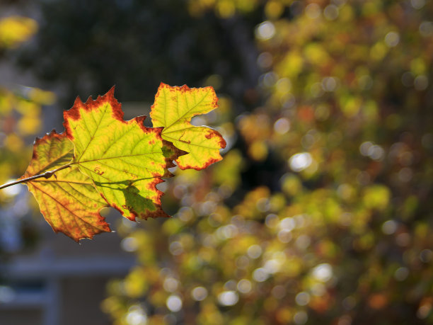 秋叶模糊的背景图片下载