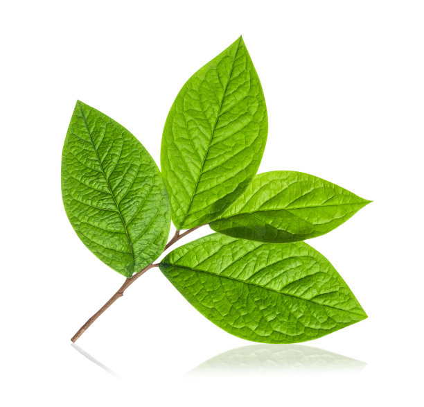 白色背景上有绿叶的树枝图片下载