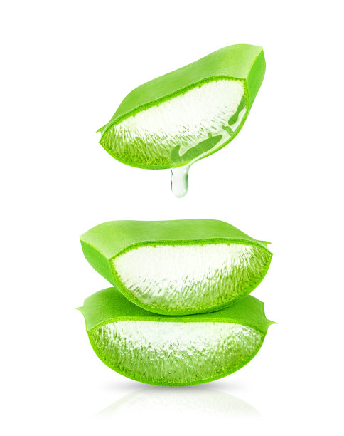 芦荟分离在白色背景。图片下载