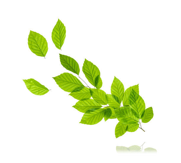 白色背景上有绿叶的树枝图片下载