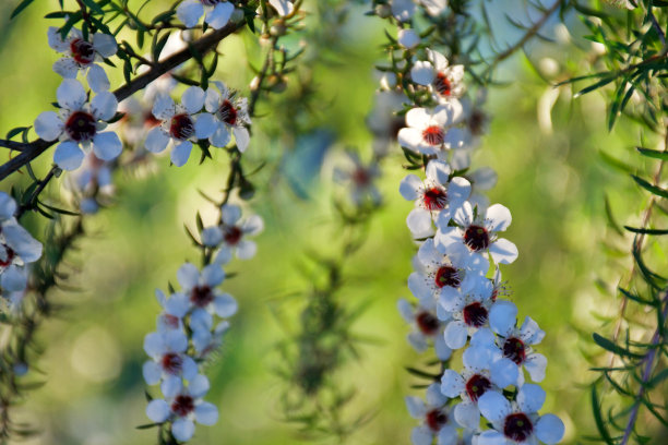 美丽的麦卢卡(细端精属)花图片下载