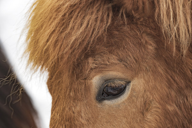 冰岛马的特写，这是一种只能在冰岛繁殖的马图片下载