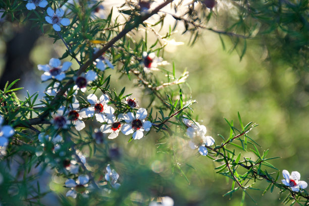 美丽的麦卢卡(细端精属)花图片下载
