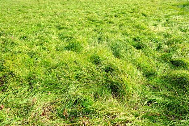 美丽的绿色田野纹理背景。图片下载