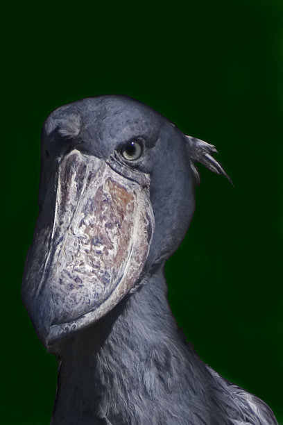 近距离观察雷克斯巴莱头巨兽的景象图片下载