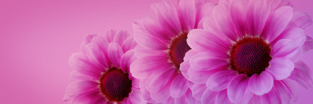 鲜艳的花朵菊花背景图片下载