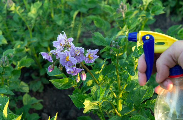 喷洒开花马铃薯防治科罗拉多马铃薯甲虫或细菌疾病图片下载