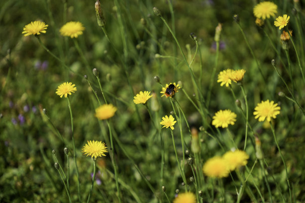 当地花园里的花图片下载