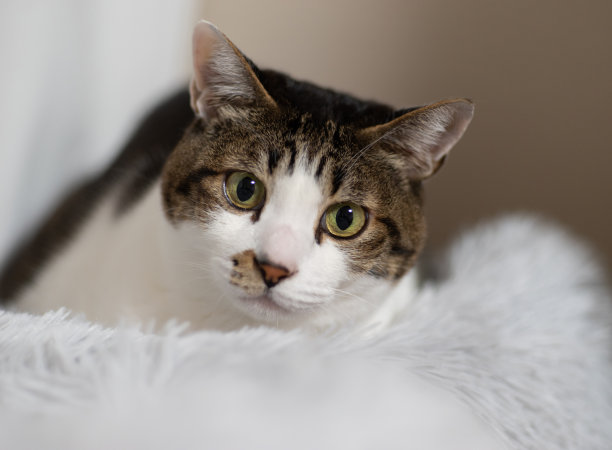 盯着猫图片下载