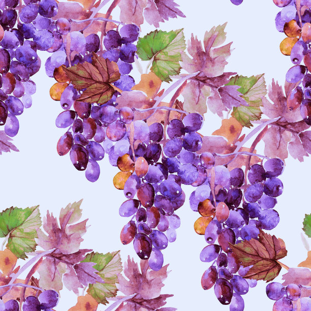 葡萄和树叶的水彩画图案。图片下载