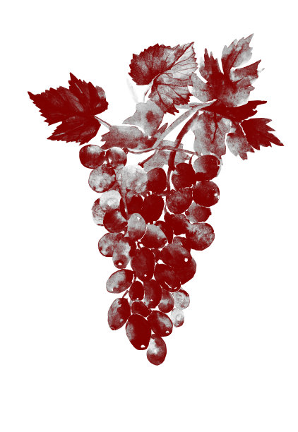 葡萄和树叶的水彩画图案。图片下载