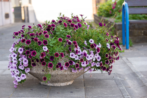 石盆中紫苏花黑色和粉红色图片下载