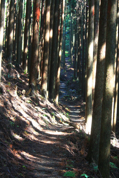 熊野小岛上的徒步小径图片下载