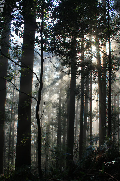 黎明时的阳光透过树木图片下载