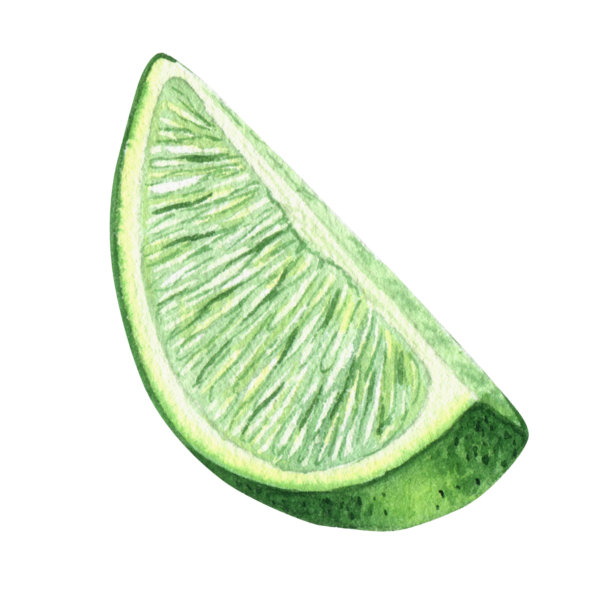 水彩插图切片新鲜多汁的酸橙。鸡尾酒和柠檬水的柑橘配料。一片热带水果，素食。孤立在白色背景上。图片下载