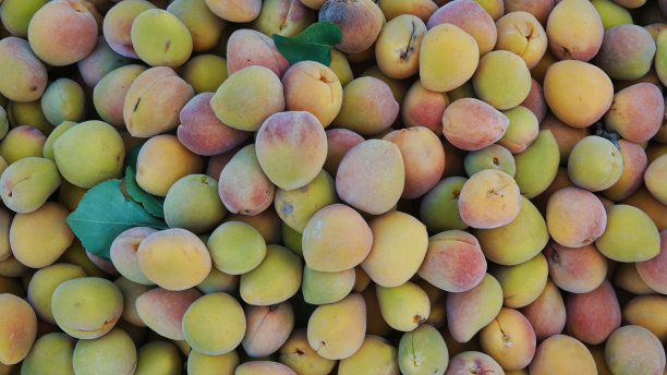 刚收获的新鲜成熟的杏子是收集在一起等待食用或罐装的甜水果。图片下载